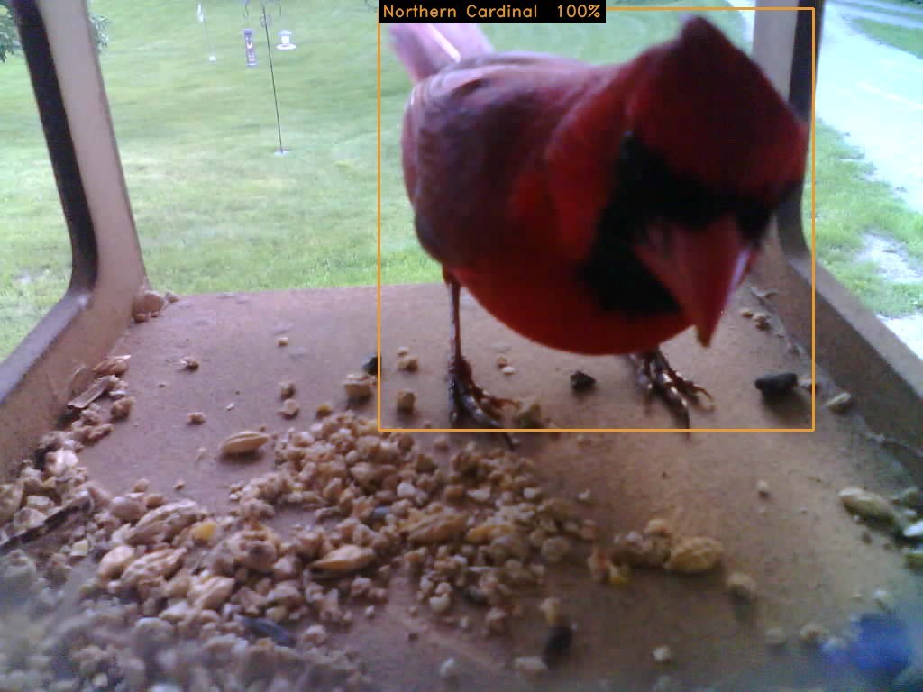 Northern Cardinal at the feeder, the last photo it took, with the vision model's detection box drawn on the picture
