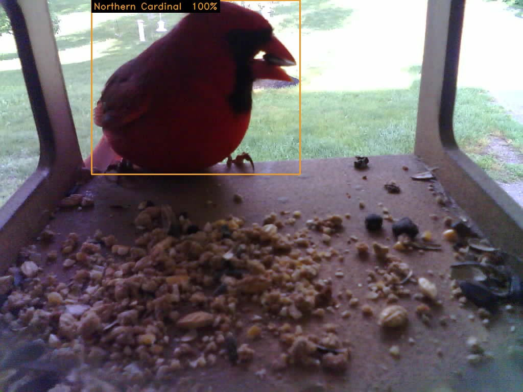 A Northern Cardinal at the feeder, identified at 100% confidence